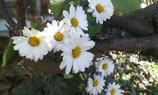 20091018 小菊.jpg