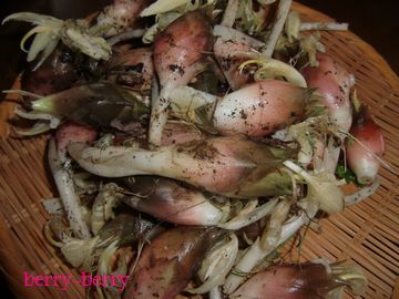 2010.9.20のみょうが.jpg